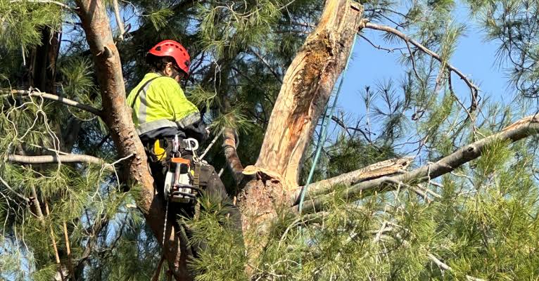 ArborWorld: Why a Certified Arborist’s Diagnosis Beats a Quick Quote in the San Gabriel Valley